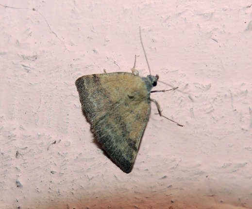 Phytometra viridaria Erebidae